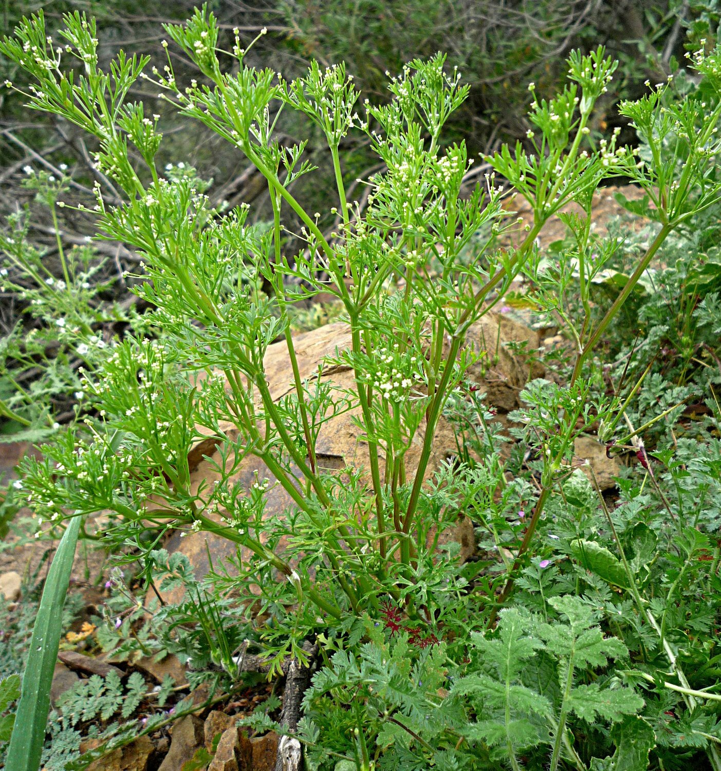 High Resolution Apiastrum angustifolium Plant